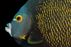 Angel Fish by Spencer Burrows 